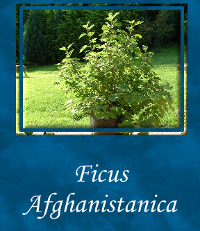 Ficus Afghanistanica