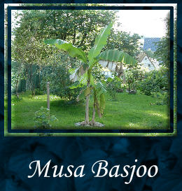 Musa Basjoo
