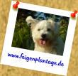 www.feigenplantage.de