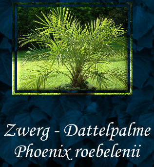 Zwerg - Dattelpalme  Phoenix roebelenii