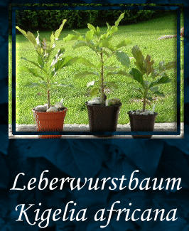 Leberwurstbaum Kigelia africana