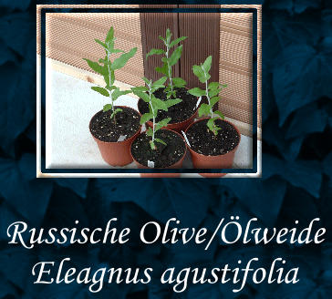 Russische Olive/Ölweide  Eleagnus agustifolia