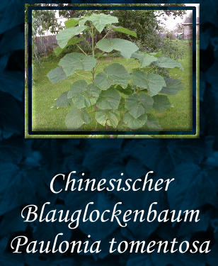 Chinesischer Blauglockenbaum Paulonia tomentosa