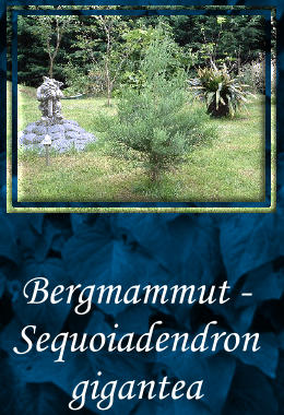 Bergmammut - Sequoiadendron gigantea