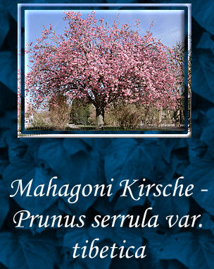 Mahagoni Kirsche -  Prunus serrula var. tibetica