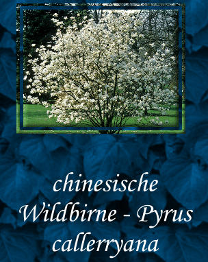 chinesische Wildbirne - Pyrus callerryana